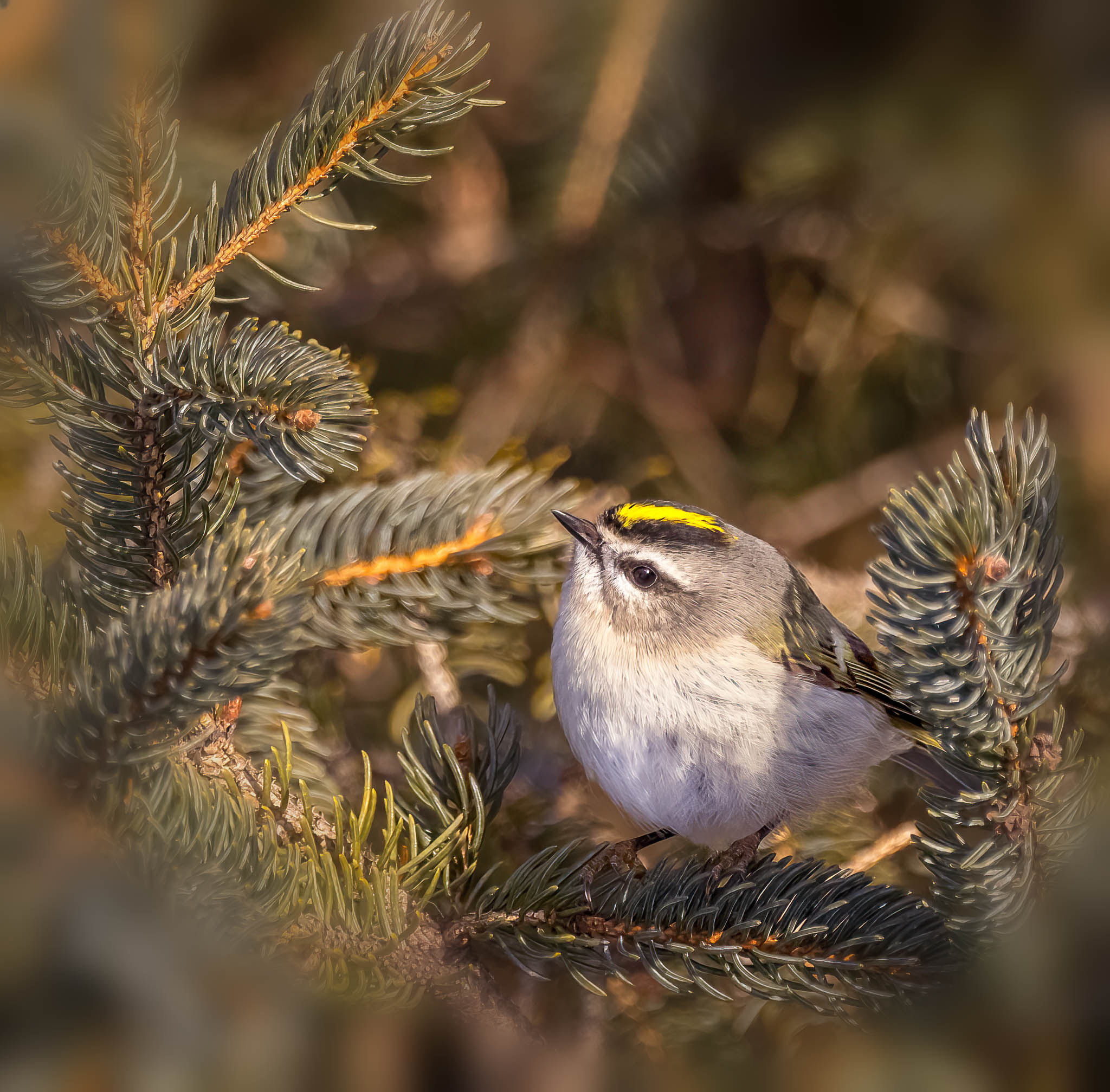 Golden-crowned Kinglet